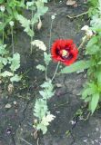 Papaver somniferum