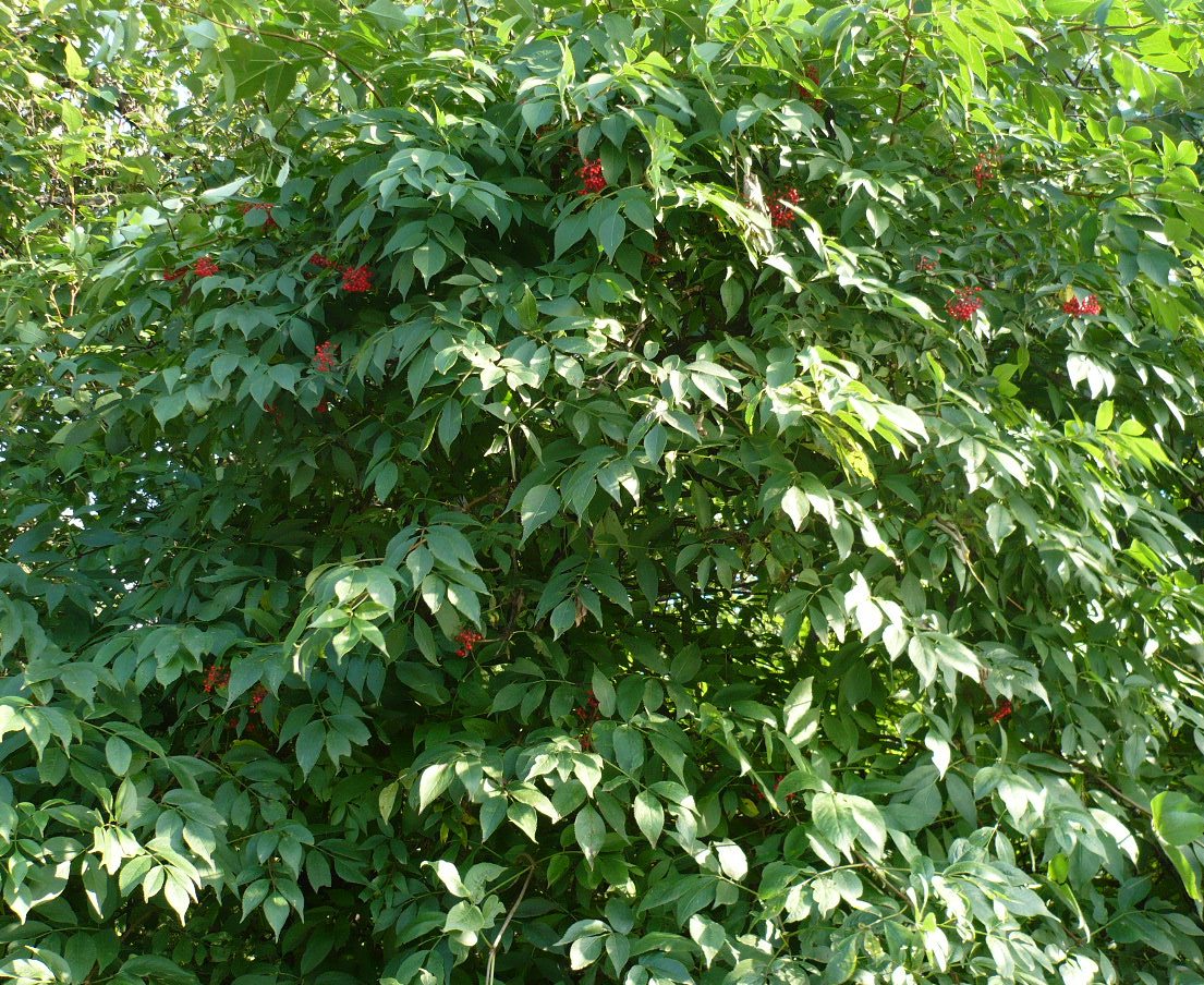 Image of Sambucus sibirica specimen.