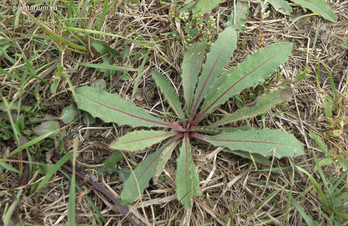 Image of Picris hieracioides specimen.
