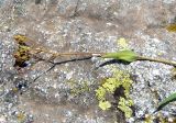 Bupleurum nordmannianum