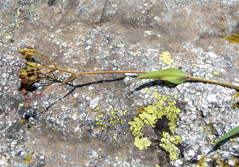 Image of Bupleurum nordmannianum specimen.