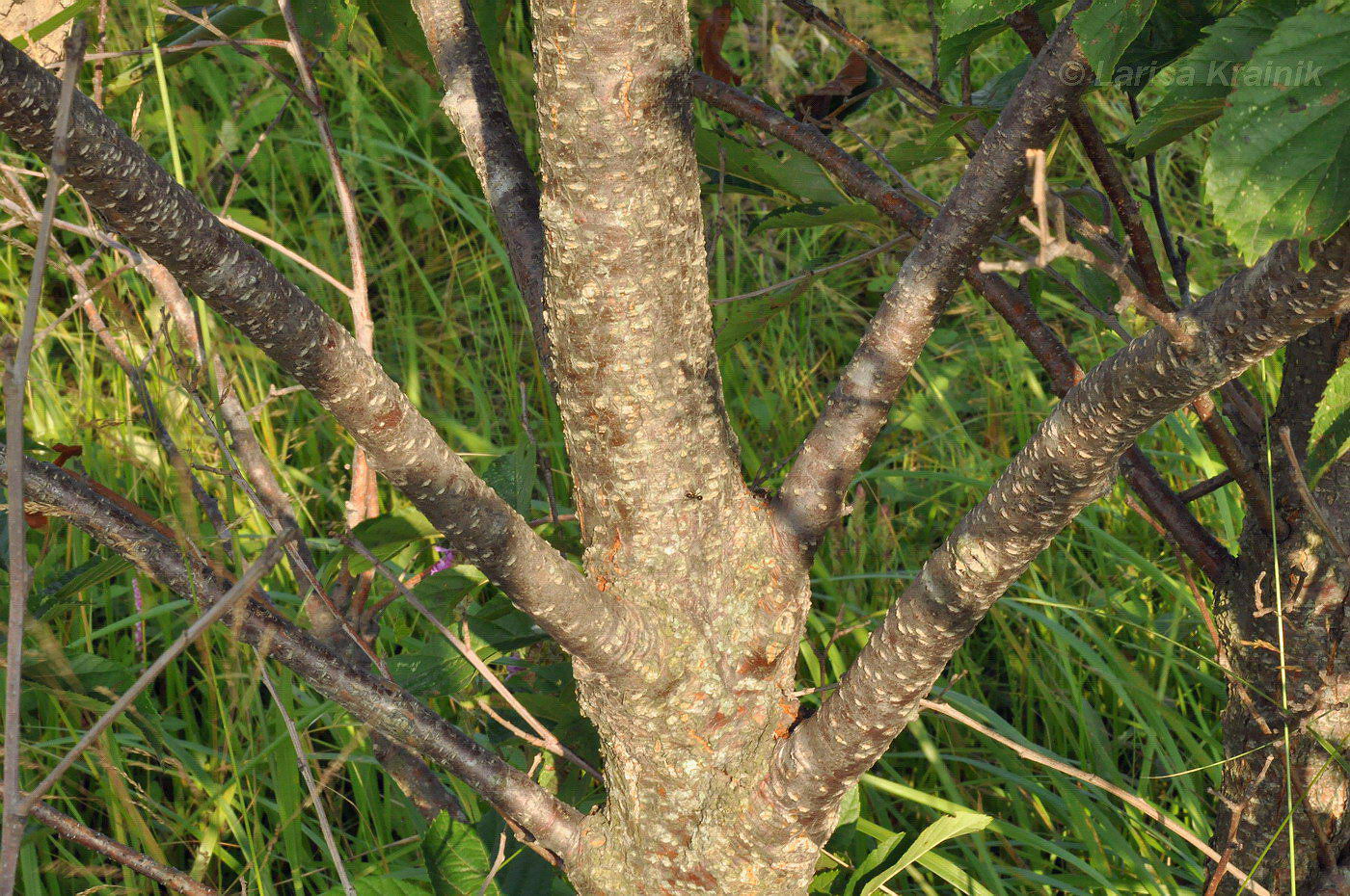 Image of Alnus japonica specimen.