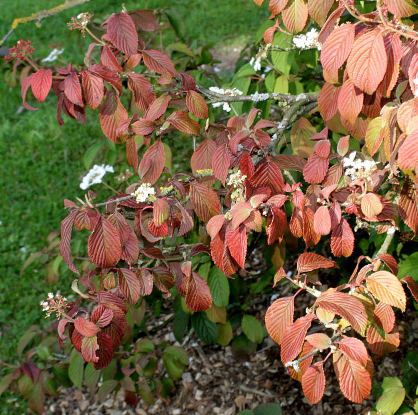 Изображение особи Viburnum plicatum.