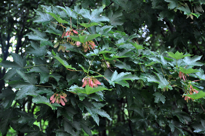 Image of Acer trautvetteri specimen.