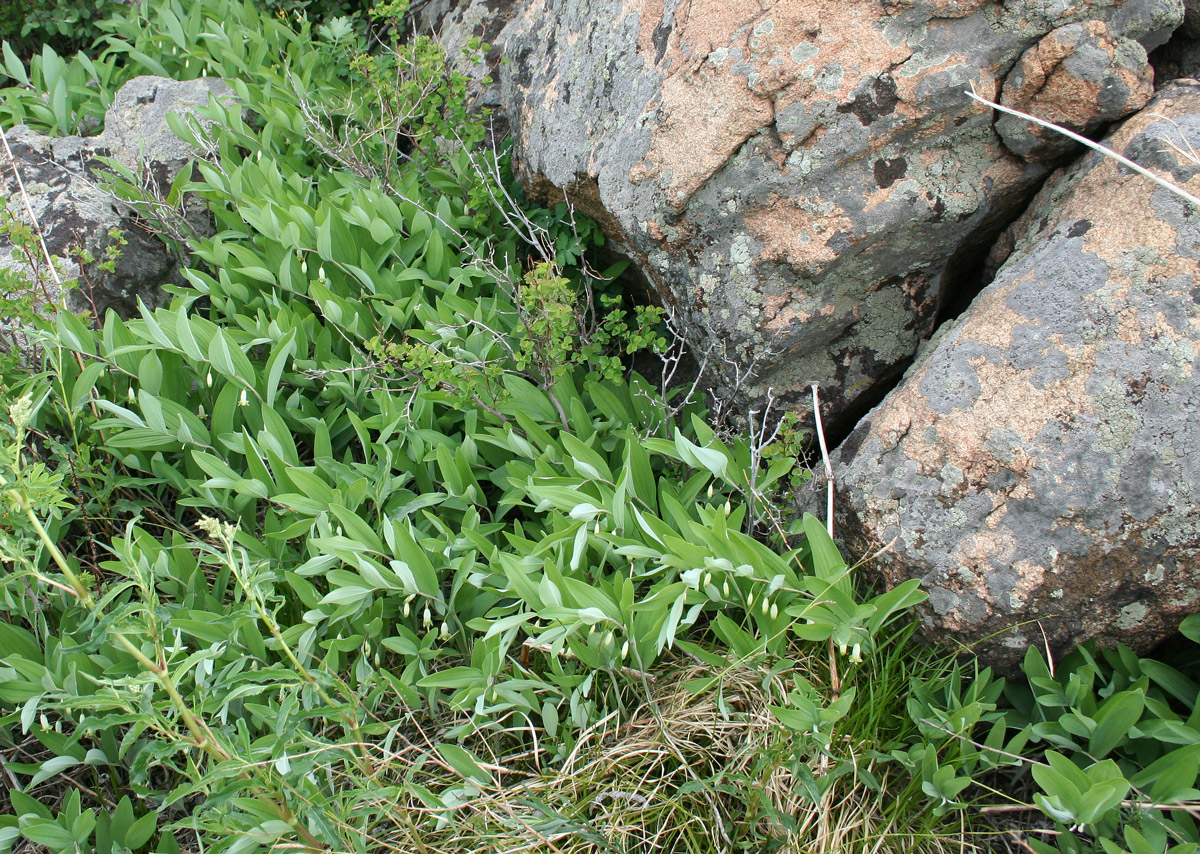 Image of Polygonatum odoratum specimen.