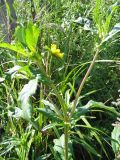 Bidens variety radiata