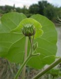 Abutilon theophrasti