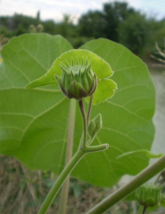 Image of Abutilon theophrasti specimen.