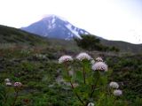 Spiraea beauverdiana