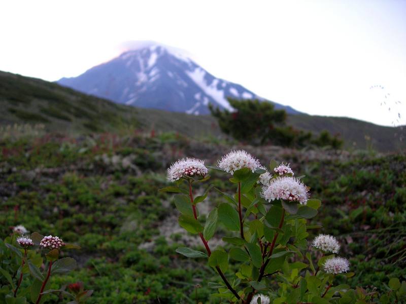 Image of Spiraea beauverdiana specimen.