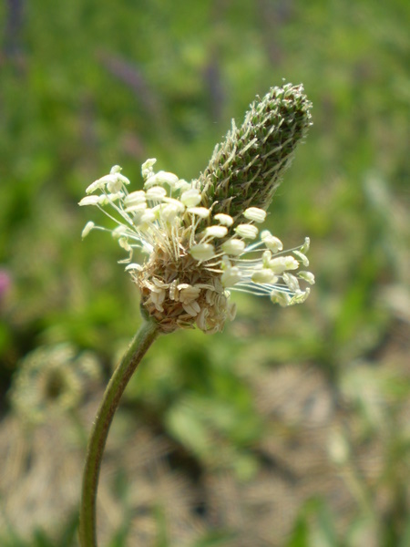 Image of Plantago lanceolata specimen.