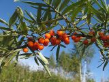 Hippophae rhamnoides. Ветвь со зрелыми плодами. Томская обл., окр. г. Томск, берег отстойника золоотвала. 07.09.2009.