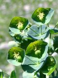 Euphorbia glaberrima