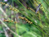 genus Carex