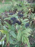 Sambucus ebulus. Плодоносящие растения. Крым, Симферополь. 28 октября 2008 г.