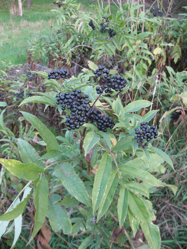 Изображение особи Sambucus ebulus.