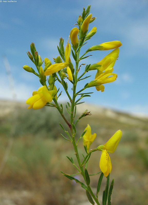 Изображение особи Genista tanaitica.