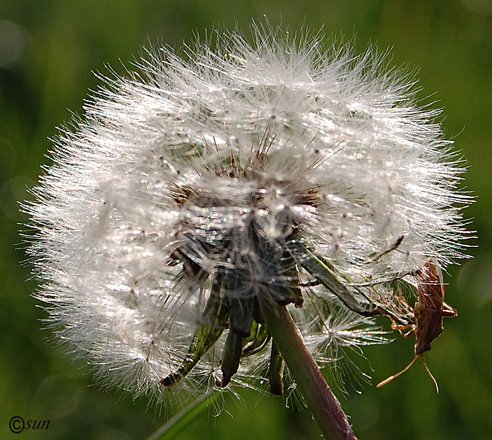 Изображение особи Taraxacum officinale.