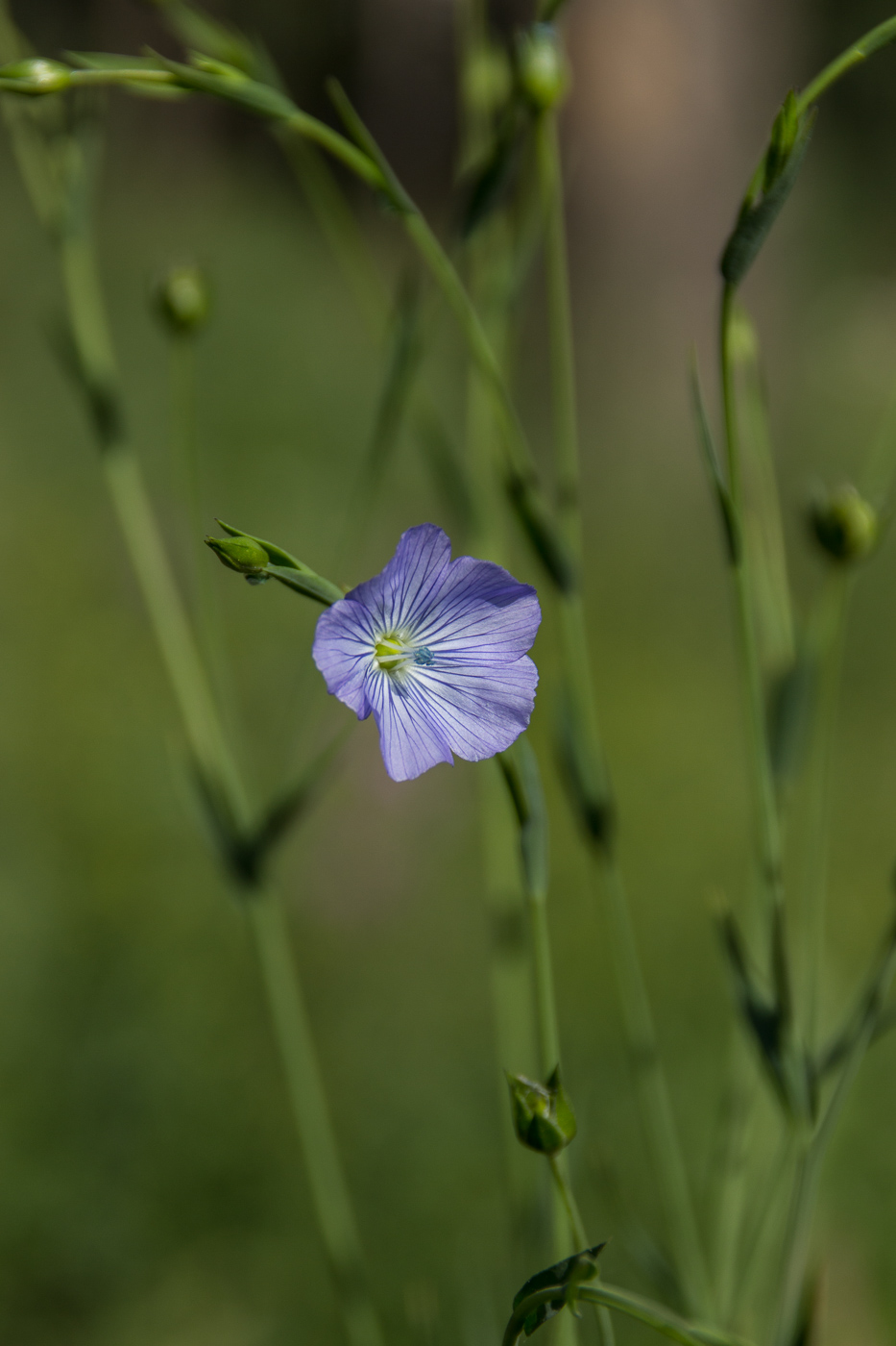 Изображение особи Linum usitatissimum.