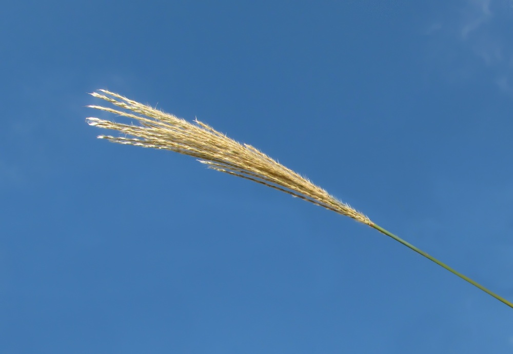 Image of Miscanthus sinensis specimen.
