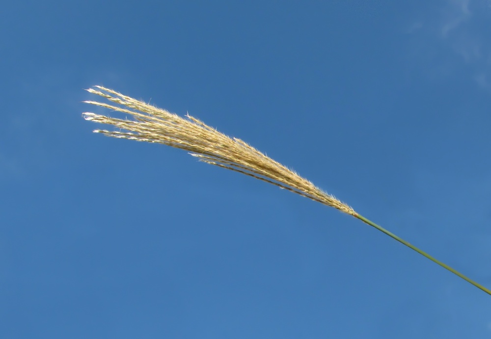 Image of Miscanthus sinensis specimen.