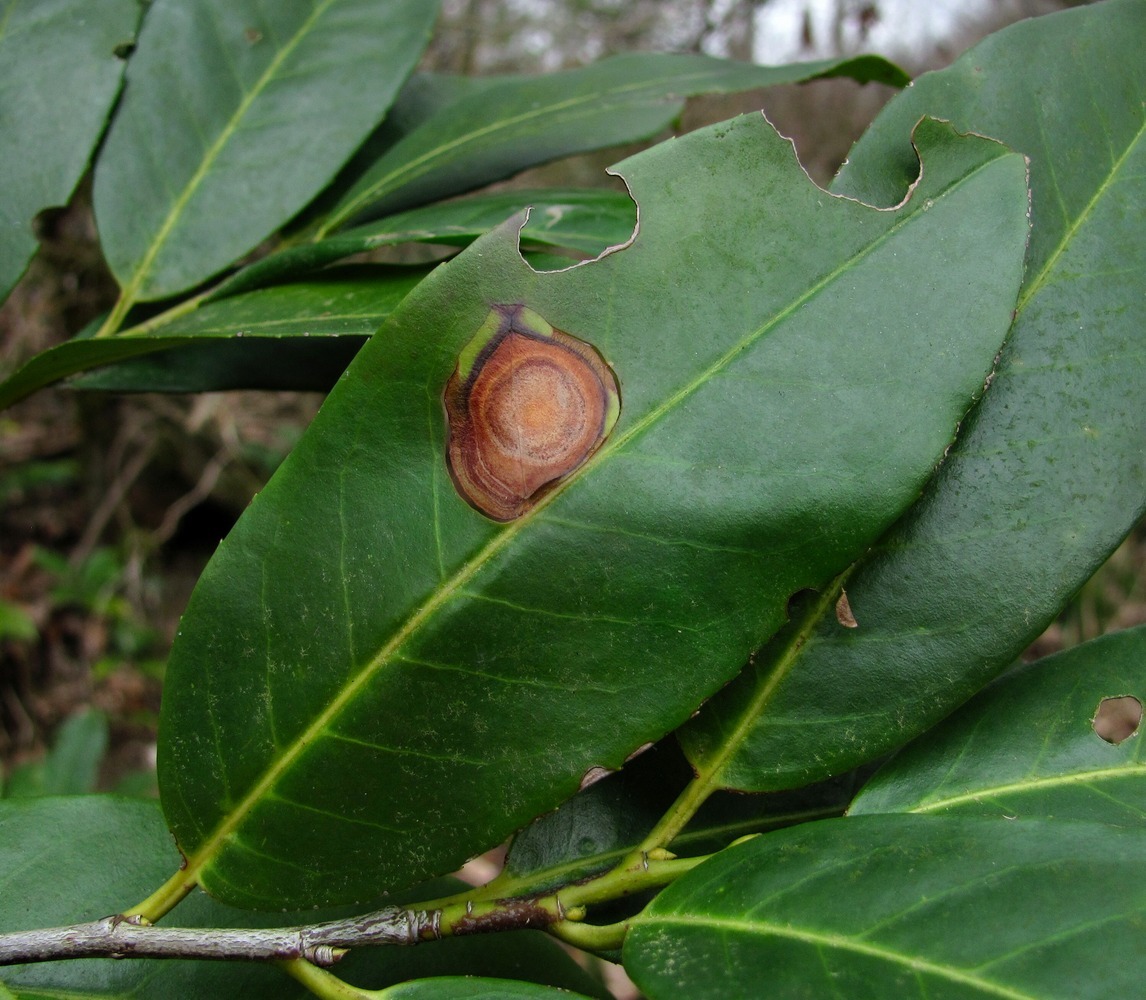 Изображение особи Lauro-cerasus officinalis.