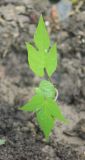 Ipomoea lobata