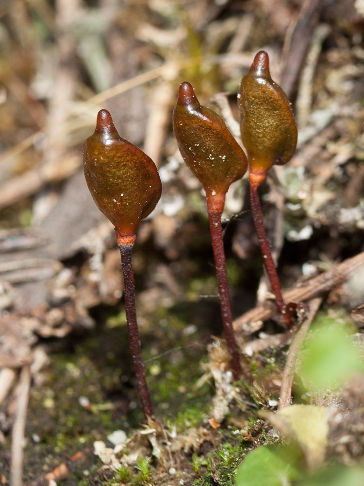 Изображение особи Buxbaumia aphylla.