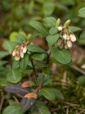 Vaccinium vitis-idaea. Расцветающее растение. Ленинградская обл., Ломоносовский р-н, окр. дер. Дубки, сосняк. 06.06.2015.