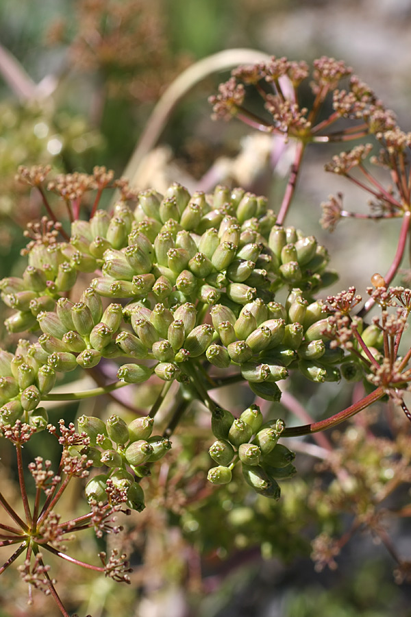 Image of Ferula samarkandica specimen.