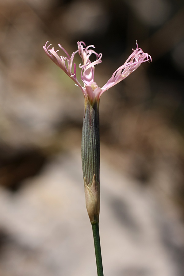 Image of Dianthus karataviensis specimen.