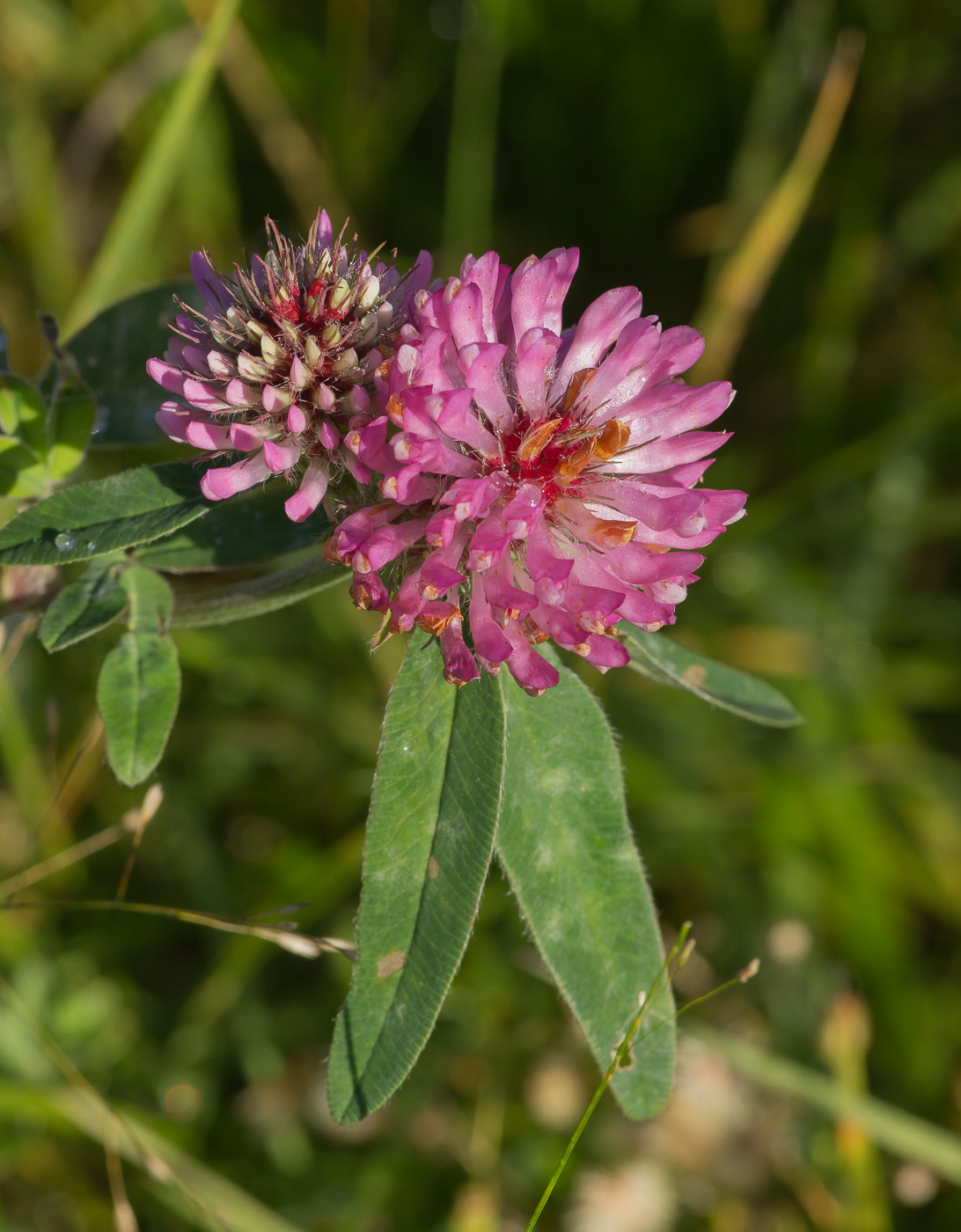 Изображение особи Trifolium medium.