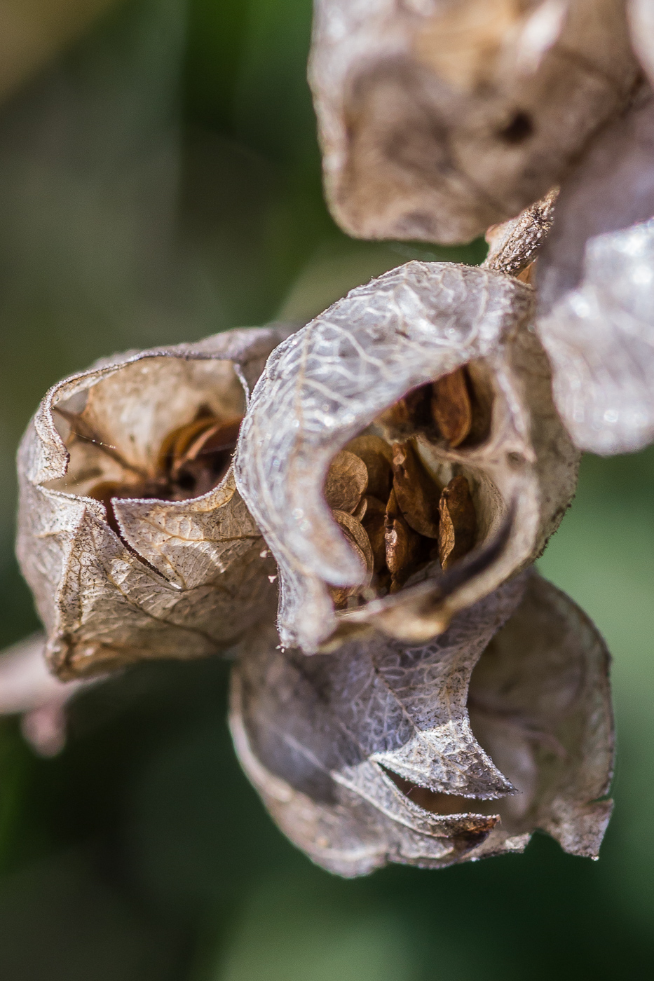 Изображение особи род Rhinanthus.