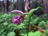 Cypripedium guttatum. Верхушка побега с цветком. Свердловская обл., Североуральский городской округ, окр. пос. Сосьва, обочина дороги, сосновый лес. 13.06.2015.