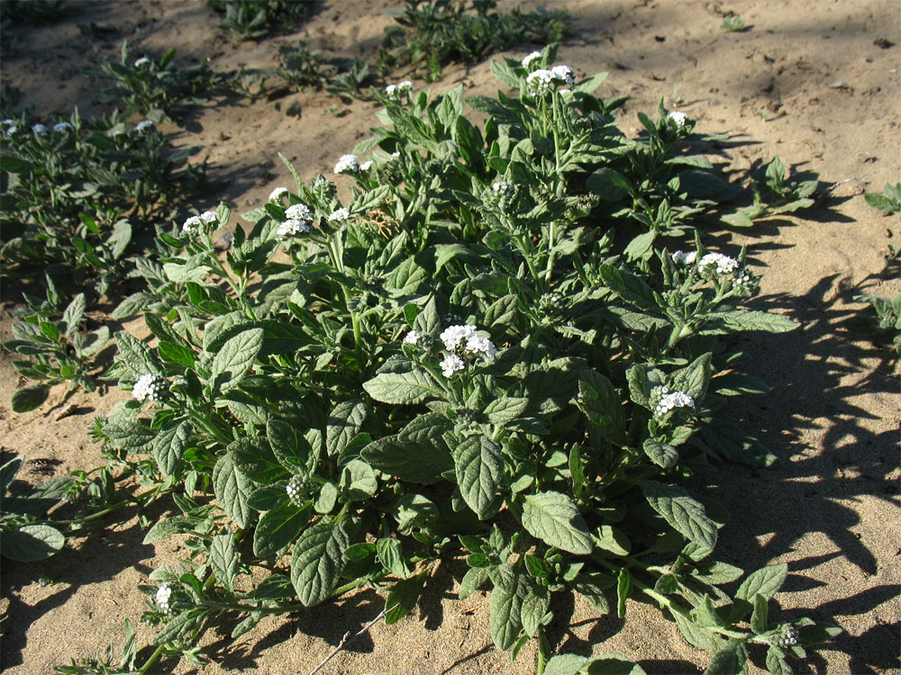 Image of Heliotropium erosum specimen.