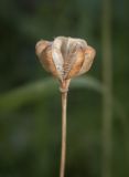 Fritillaria meleagris