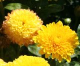 Chrysanthemum indicum