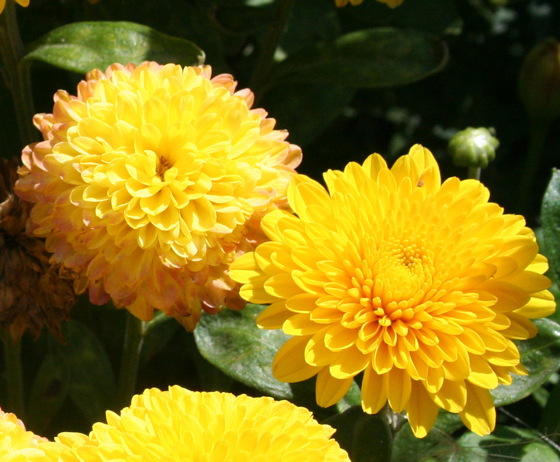 Image of Chrysanthemum indicum specimen.