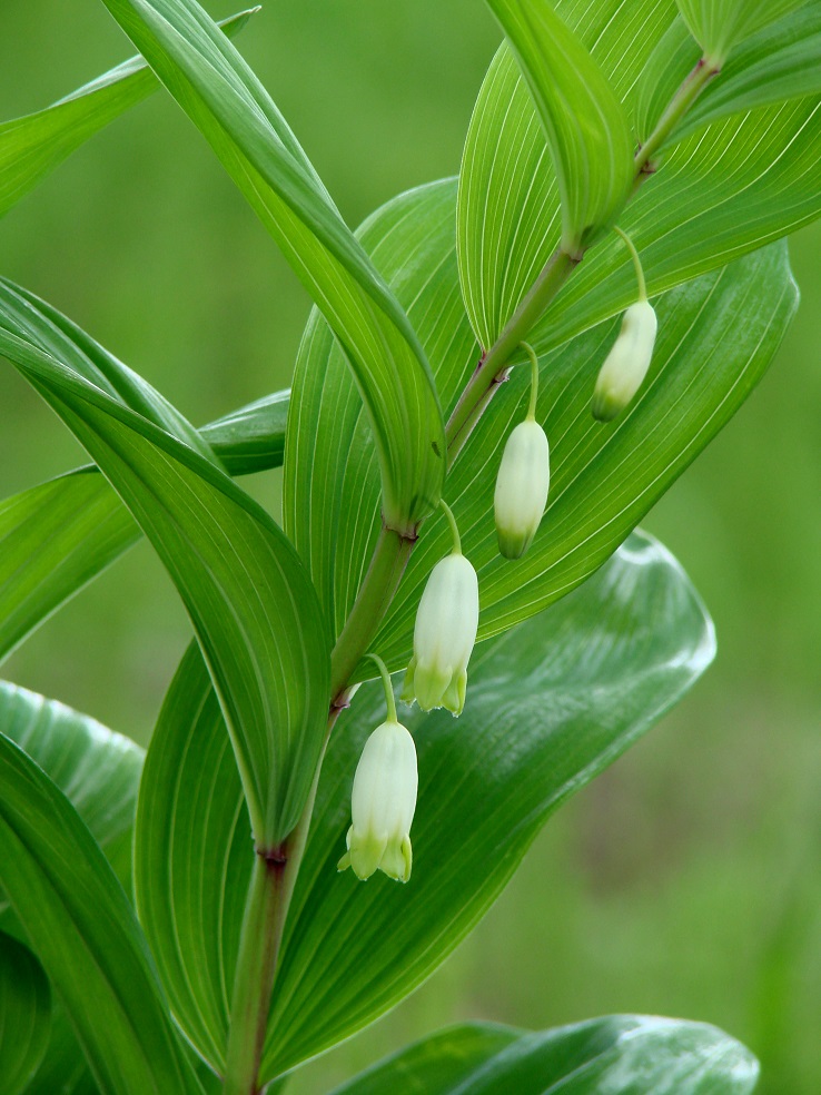 Image of Polygonatum odoratum specimen.