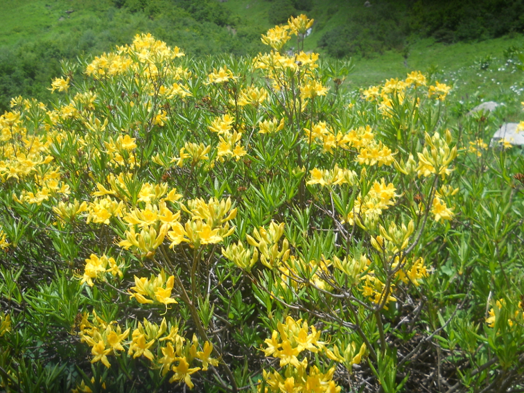 Image of Rhododendron luteum specimen.