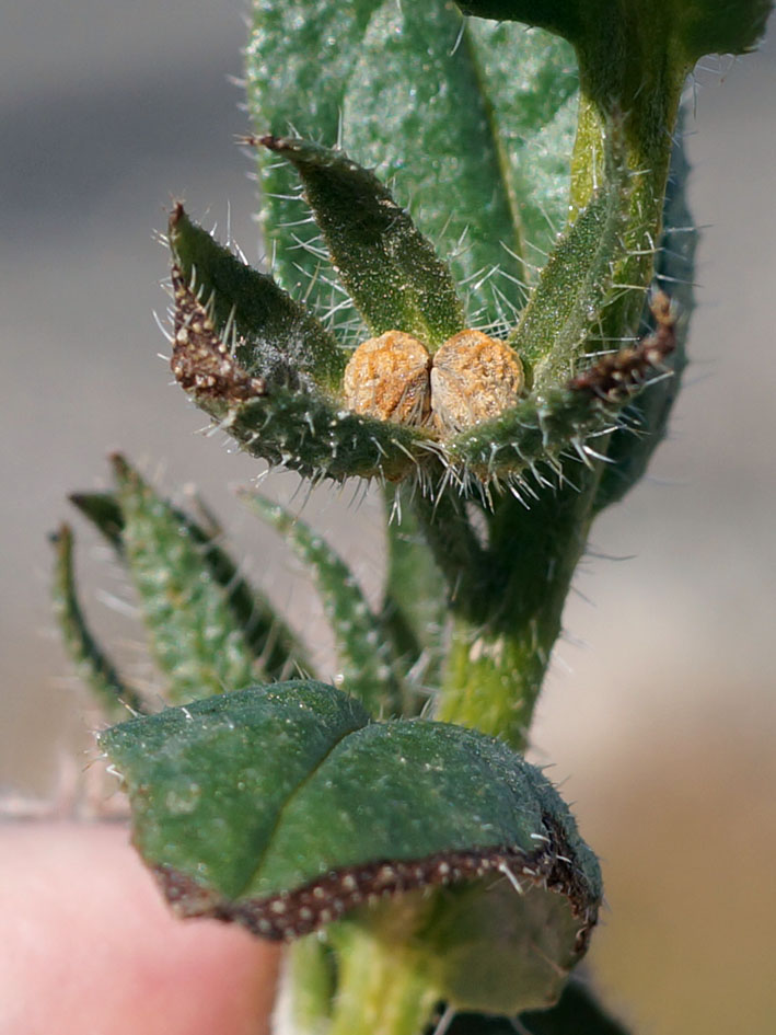 Image of Lycopsis orientalis specimen.