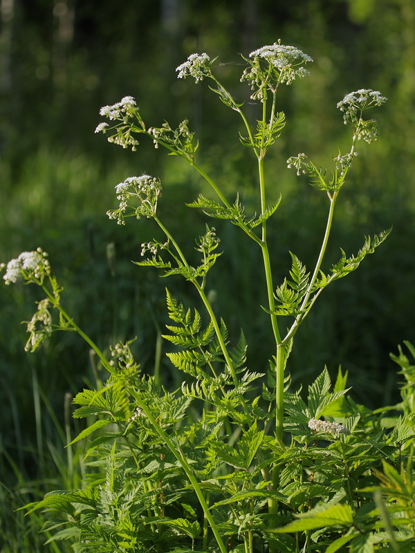 Изображение особи Anthriscus sylvestris.