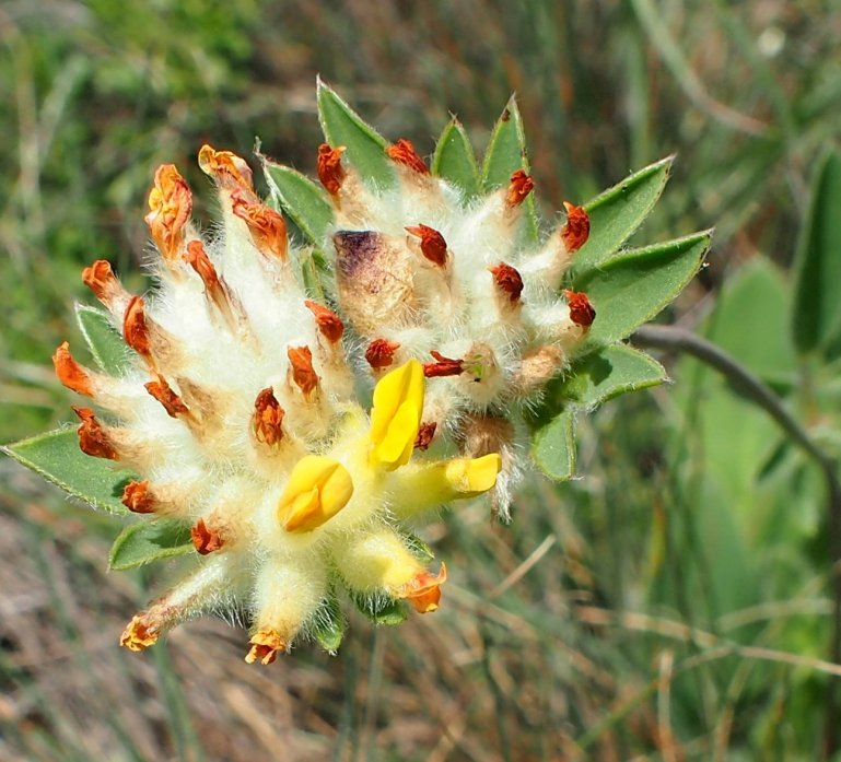 Image of Anthyllis taurica specimen.
