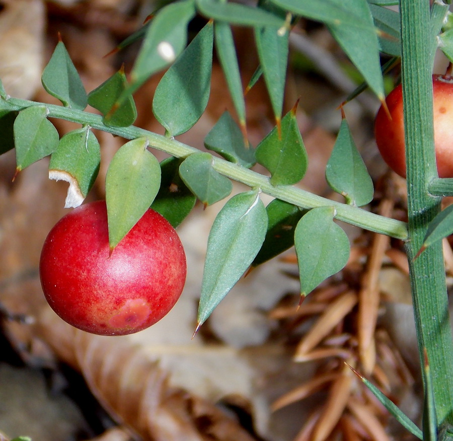 Изображение особи Ruscus aculeatus.