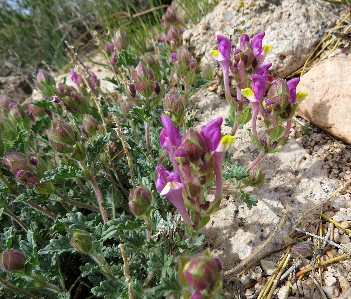 Изображение особи Scutellaria turgaica.