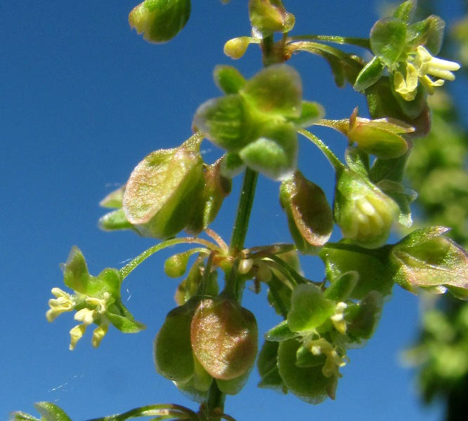 Изображение особи Rumex longifolius.