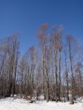 Chosenia arbutifolia. Группа взрослых деревьев. Республика Бурятия, Баунтовский эвенкийский р-н, окр. пос. Северный, периодически подтопляемый островок посреди русла р. Иннокан, галечник. 22.02.2016.