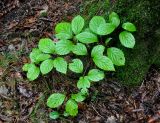 Schisandra chinensis. Вегетирующее растение. Приморье, Ольгинский р-н, долина р. Милоградовка, смешанный лес. 20.08.2015.