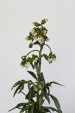 Anchusa pseudochroleuca. Верхушка цветущего растения. Республика Молдова, пригород Кишинёва. 26 мая 2009 г.