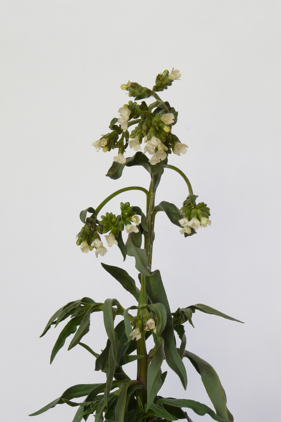 Image of Anchusa pseudochroleuca specimen.